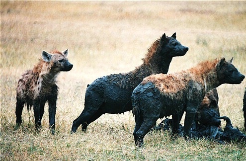 Hyenas on the lookout