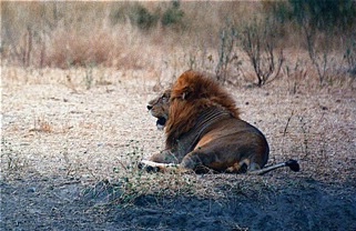 Serengeti Lion