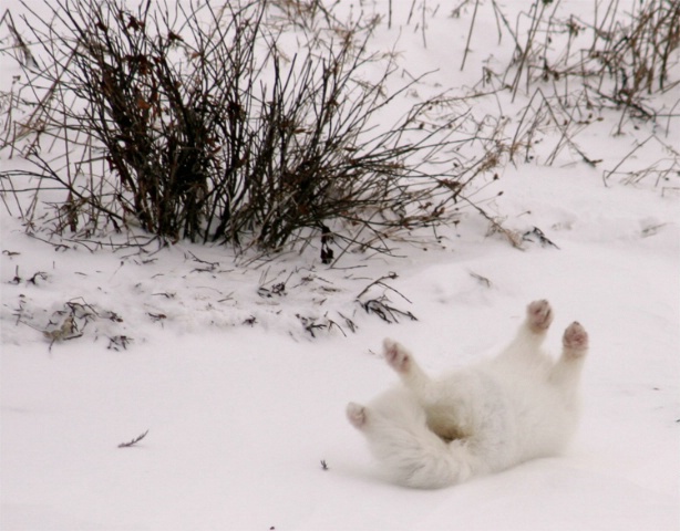 Playing and rolling after lunch