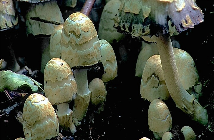 Smiling Mushrooms