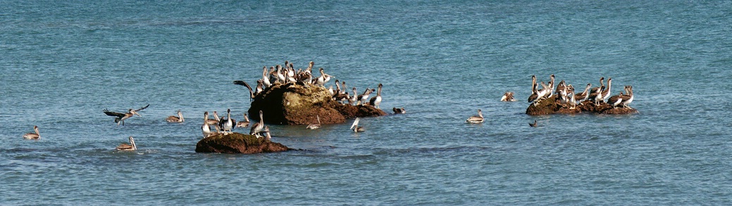 Pelican Pano at Doheny Beach