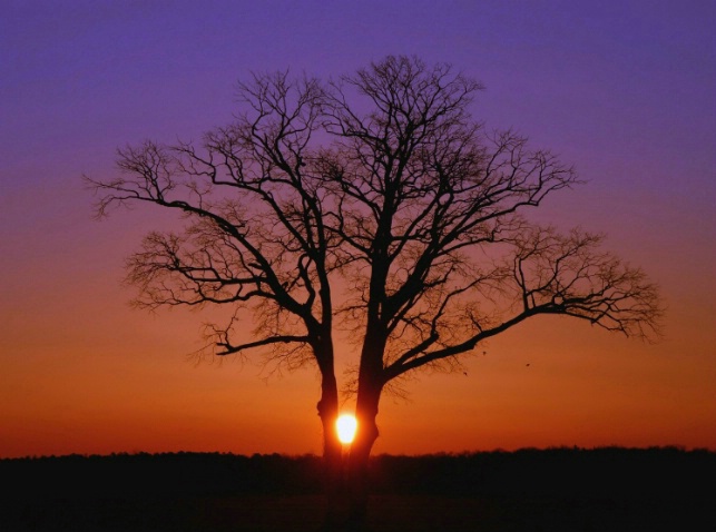 Rising Sun Oak