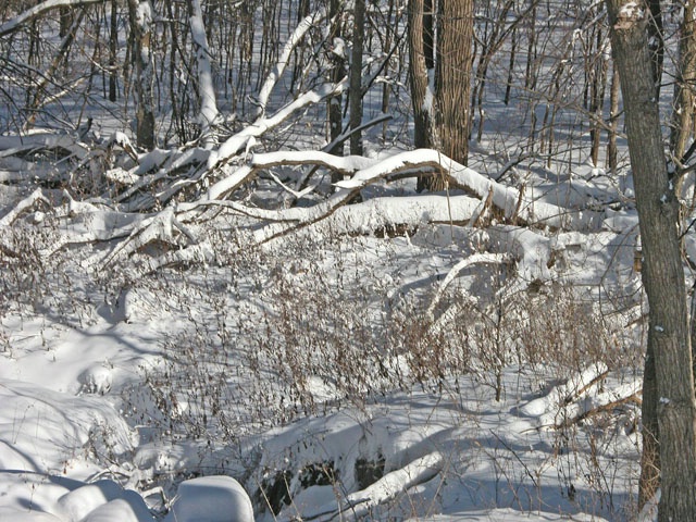 Winter in the woods