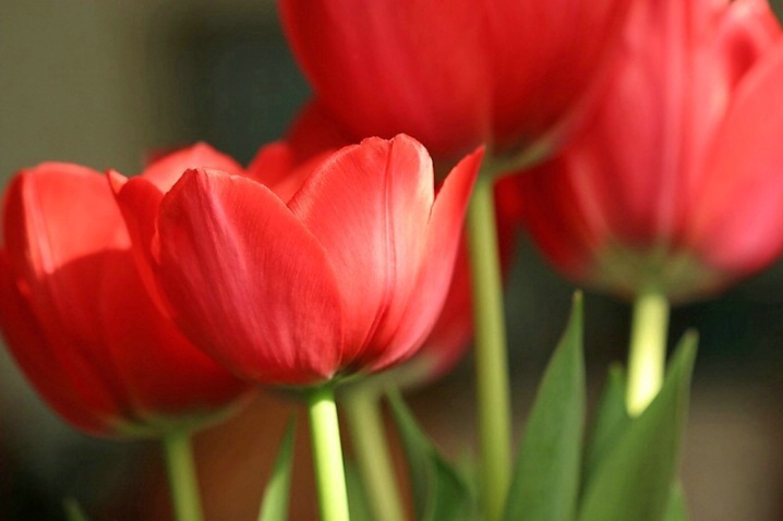 The Tulip Files