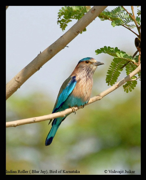 Indian Roller