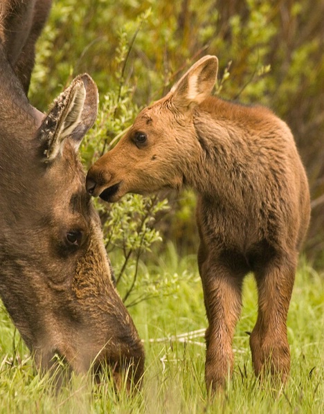 Moose Nuzzle