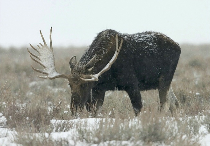 Bull Moose Grazing in the Snow