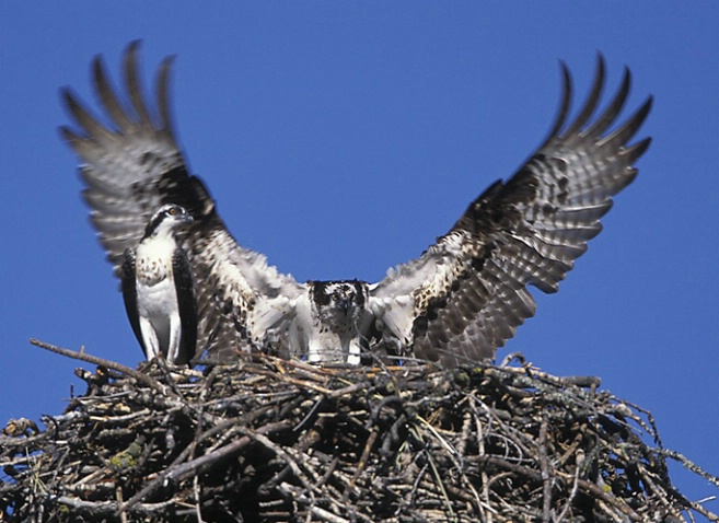 Osprey Landing at the Nest
