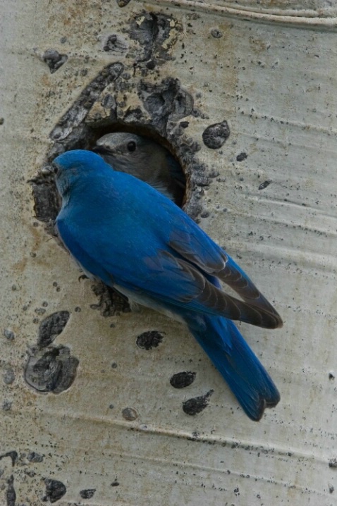 Mountain Bluebirds at Nest