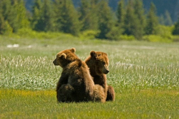 Brown Bear Brothers