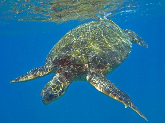 Diving Turtle