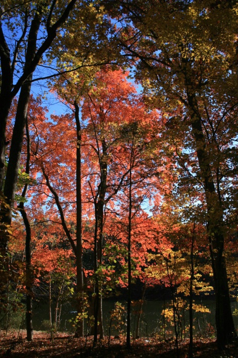 Fall Foliage