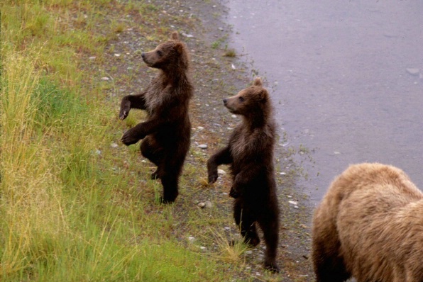 Original Dancing Bear Cubs