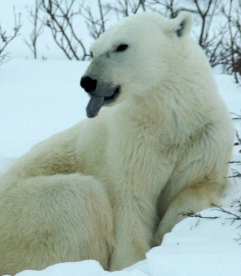 The tongue of the Polar Bear is black
