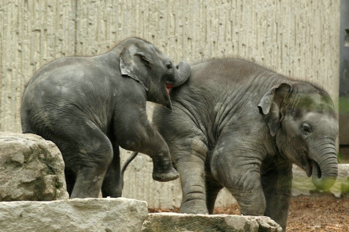 Elephant's love bite...