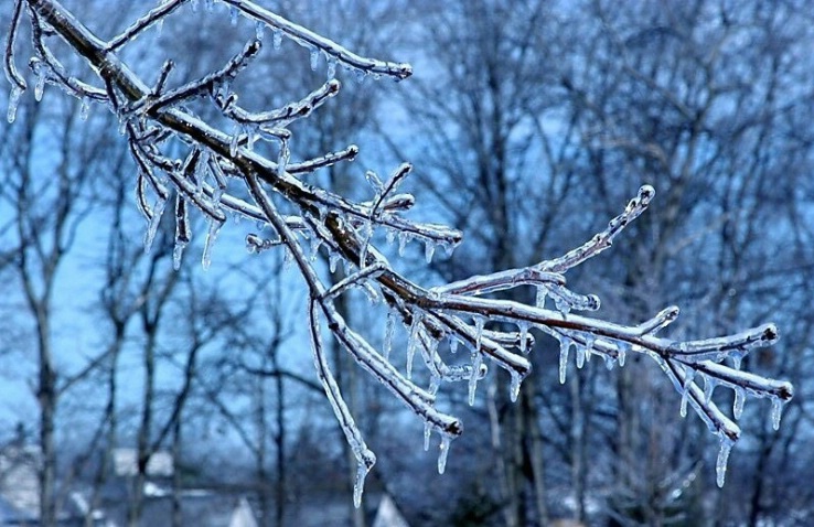 Iced Tree