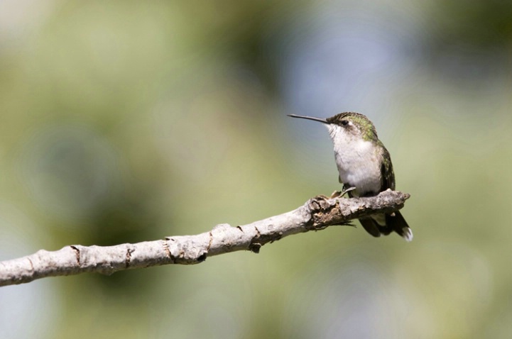Hummingbird
