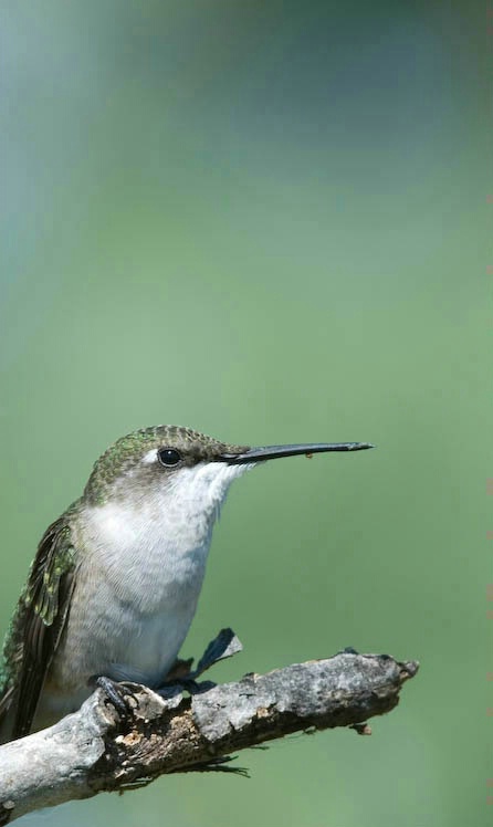 Hummingbird 2