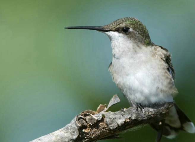 Hummingbird closeup