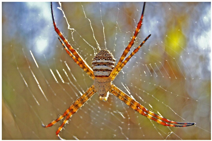 Spider@Web