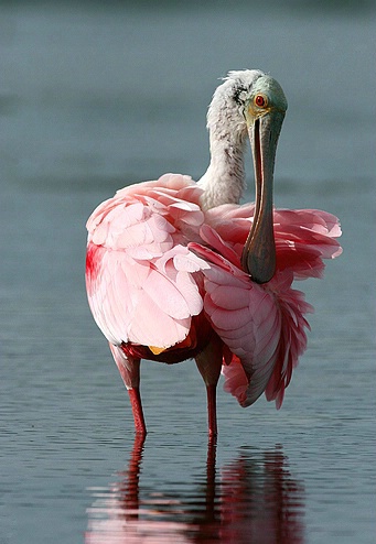 Juvenile Roseate Spoonbill