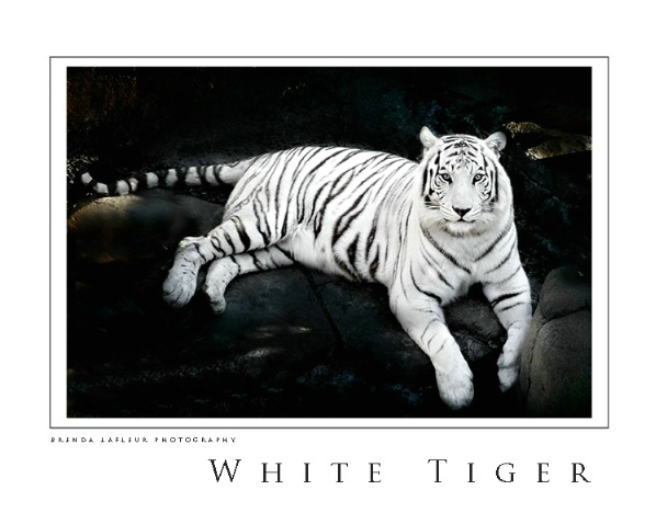 White Tiger 