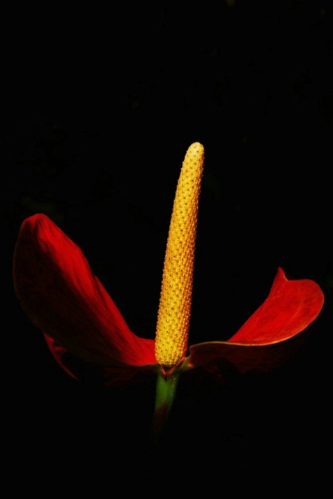 Red Beauty