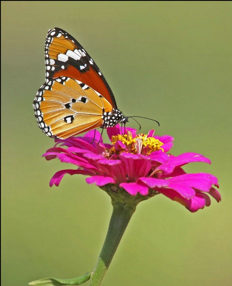 Flower and Butterfly-1