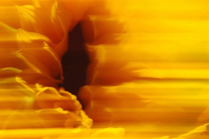 Sunflower inferno
