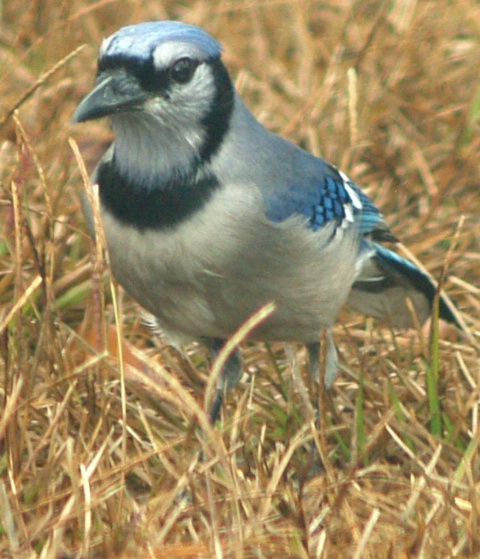 bluejay