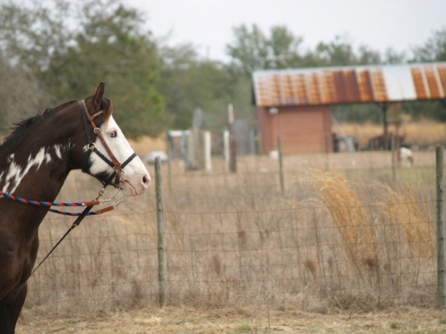 horse's view