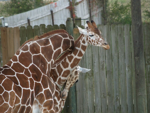 giraffes necking