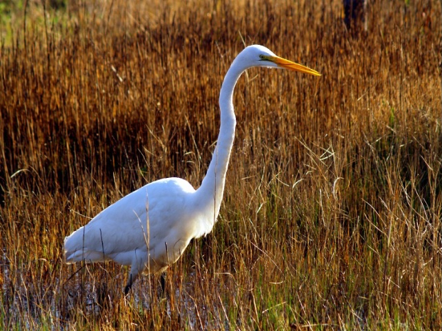 White Crane