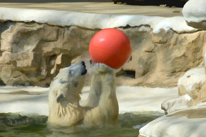 Polar Bears have fun too