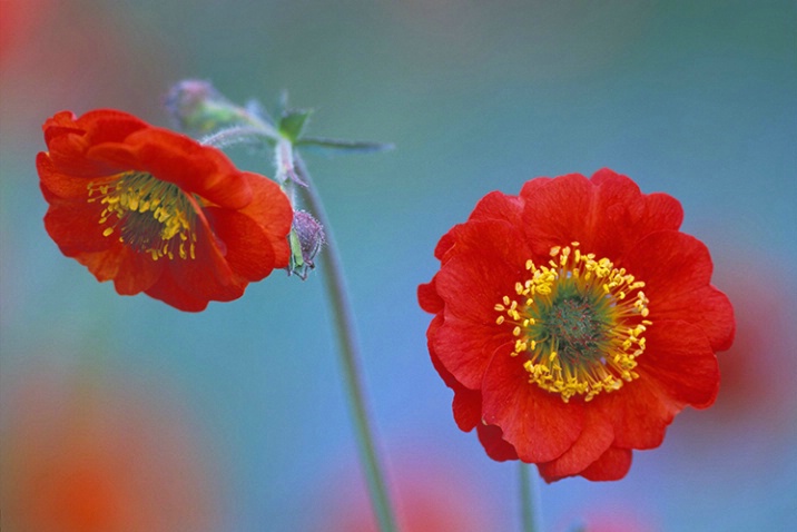 2 red flowers