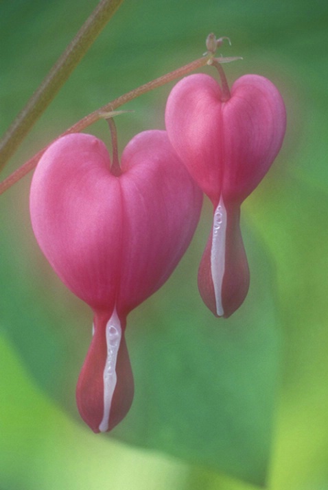 Bleeding Hearts