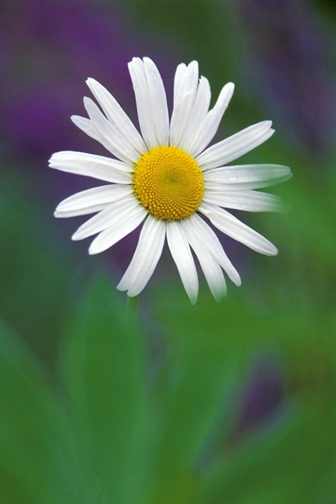 Daisy and Lupine Leaves