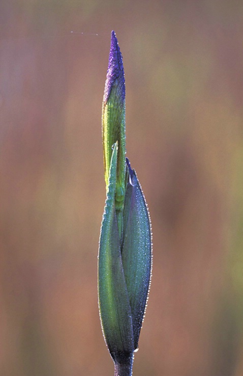 Dewy Iris Bud