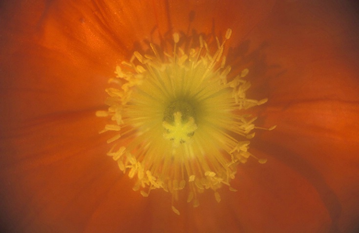 Orange Poppy Center