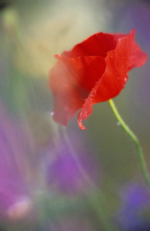 Red Poppy 1