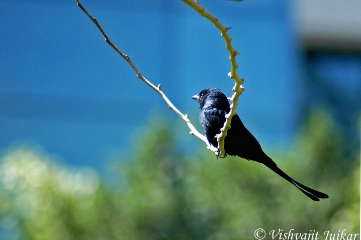 Drongo on Swing