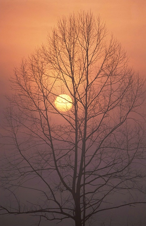 Cades Cove Tree Sunrise