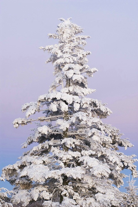 Clingmans Dome Hoarfrost