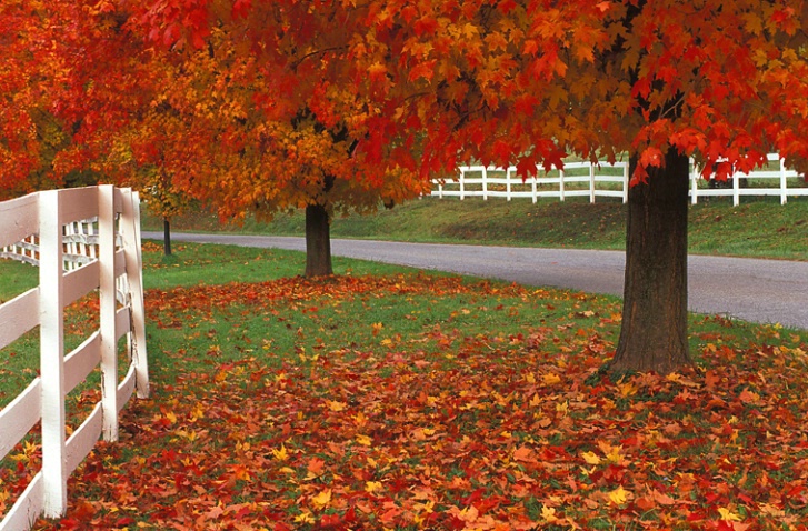 Worthington Valley Fall Fenceline