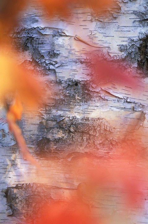 Birch Tree thru Fall Leaves