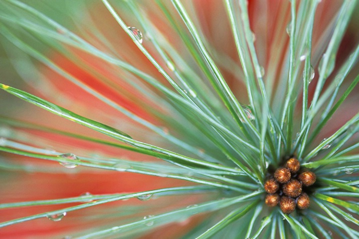 Pine Bud in Fall