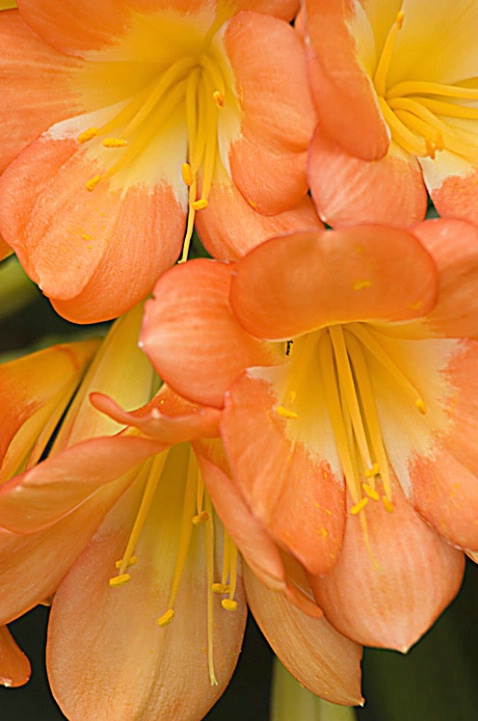 Orange Lilly