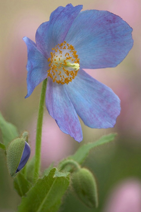 Blue Poppy with Pink Tulips 4722