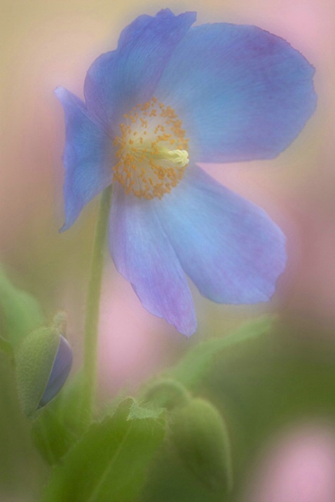 Blue Poppy with PInk Tulips 4784