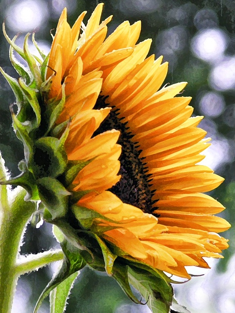 Sunshine in the Rain